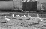 PK 08491 Busko   